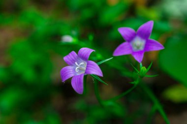 Koyu yeşil arka plandaki Vahşi Pembe Orman Çiçeğinin Yakın Çekimi. Yüksek kalite fotoğraf