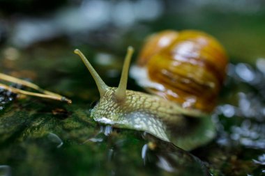 Doğadaki Küçük Şelale 'de Sürünen Salyangoz. Yüksek kalite fotoğraf