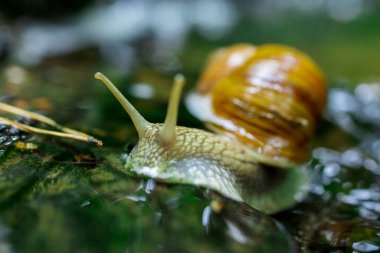 Doğadaki Küçük Şelale 'de Sürünen Salyangoz. Yüksek kalite fotoğraf