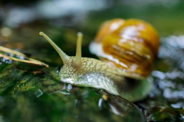 Doğadaki Küçük Şelale 'de Sürünen Salyangoz. Yüksek kalite fotoğraf