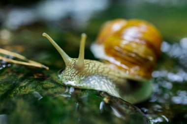 Doğadaki Küçük Şelale 'de Sürünen Salyangoz. Yüksek kalite fotoğraf