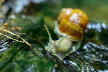 Doğadaki Küçük Şelale 'de Sürünen Salyangoz. Yüksek kalite fotoğraf
