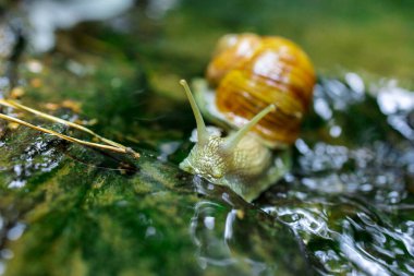 Doğadaki Küçük Şelale 'de Sürünen Salyangoz. Yüksek kalite fotoğraf