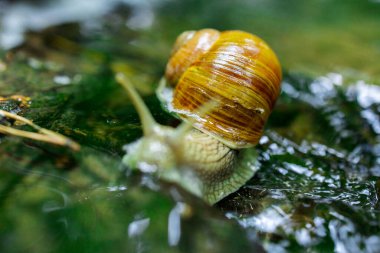 Doğadaki Küçük Şelale 'de Sürünen Salyangoz. Yüksek kalite fotoğraf