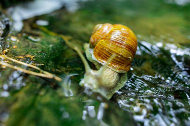 Doğadaki Küçük Şelale 'de Sürünen Salyangoz. Yüksek kalite fotoğraf