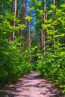 Yeşil Orman 'dan geçen Manzaralı Orman Yolu. Yüksek kalite fotoğraf