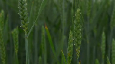 Genç Yeşil Buğday Kulaklı Erken Gelişim evresinde. Yüksek kalite fotoğraf