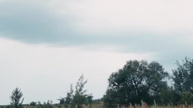 Doğada Leylek Yürüyüşü. Doğada Görkemli Kuş. Yüksek kalite 4k görüntü