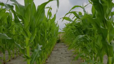 Mavi Gök Altında Altın Mısır Tarlası Yazlık Kırsal Arazi. Yüksek kalite 4k görüntü