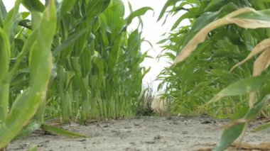 Mavi Gök Altında Altın Mısır Tarlası Yazlık Kırsal Arazi. Yüksek kalite 4k görüntü