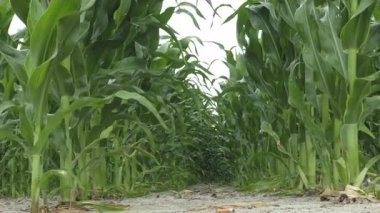 Mavi Gök Altında Altın Mısır Tarlası Yazlık Kırsal Arazi. Yüksek kalite 4k görüntü