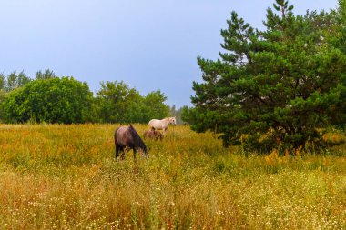 Yağmurda Çim Yiyen Atlar. Yüksek kalite 4k görüntü