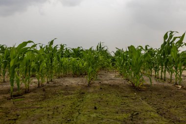 Mavi Gök Altında Altın Mısır Tarlası Yazlık Kırsal Arazi. Yüksek kalite 4k görüntü