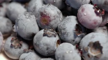 Yazın Bush 'ta yetişen taze yabanmersini. Yüksek kalite 4k görüntü