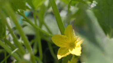 Sarı Salatalık Çiçekleri Vine 'da. Yüksek kalite 4k görüntü