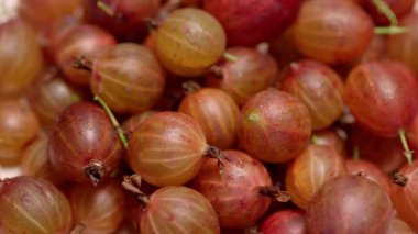 Yazın Bush 'ta taze olgun Bektaşi üzümleri. Yüksek kalite 4k görüntü