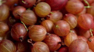 Yazın Bush 'ta taze olgun Bektaşi üzümleri. Yüksek kalite 4k görüntü