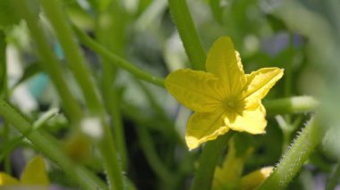 Sarı Salatalık Çiçekleri Vine 'da. Yüksek kalite 4k görüntü