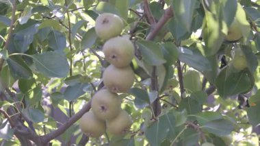 Olgun Armut Yeşil Yapraklar Arasında Bir Ağaçta Asılı. Yüksek kalite 4k görüntü