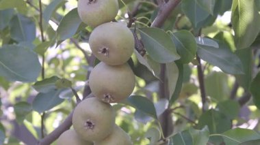 Olgun Armut Yeşil Yapraklar Arasında Bir Ağaçta Asılı. Yüksek kalite 4k görüntü