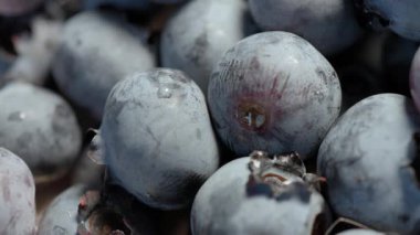 Yazın Bush 'ta yetişen taze yabanmersini. Yüksek kalite 4k görüntü