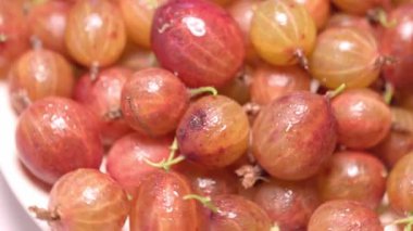 Yazın Bush 'ta taze olgun Bektaşi üzümleri. Yüksek kalite 4k görüntü