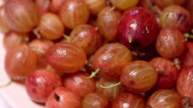 Yazın Bush 'ta taze olgun Bektaşi üzümleri. Yüksek kalite 4k görüntü