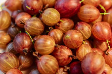 Yazın Bush 'ta taze olgun Bektaşi üzümleri. Yüksek kalite 4k görüntü