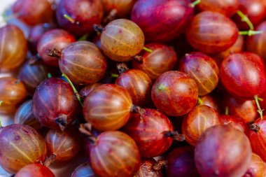 Yazın Bush 'ta taze olgun Bektaşi üzümleri. Yüksek kalite 4k görüntü