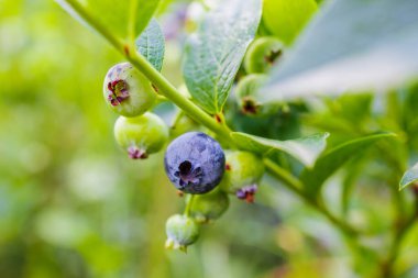 Yazın Bush 'ta yetişen taze yabanmersini. Yüksek kalite 4k görüntü