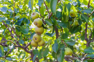 Olgun Armut Yeşil Yapraklar Arasında Bir Ağaçta Asılı. Yüksek kalite 4k görüntü