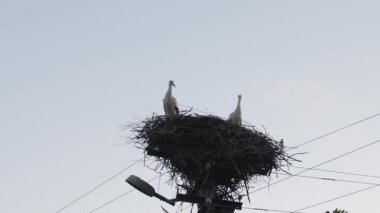Altın Gün Batımında Beyaz Leylekler Yuva 'da. Yüksek kalite 4k görüntü