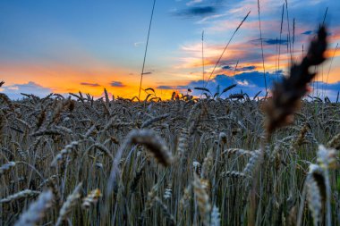 Ateşli Günbatımında Altın Buğday. Yüksek kalite 4k görüntü