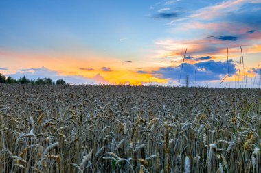 Ateşli Günbatımında Altın Buğday. Yüksek kalite 4k görüntü
