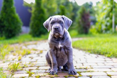 Sevimli 2 aylık Cane Corso Puppy Portresi. Yüksek kalite 4k görüntü