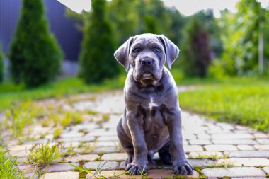 Sevimli 2 aylık Cane Corso Puppy Portresi. Yüksek kalite 4k görüntü