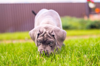 Sevimli 2 aylık Cane Corso Puppy Portresi. Yüksek kalite 4k görüntü