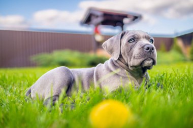 Sevimli 2 aylık Cane Corso Puppy Portresi. Yüksek kalite 4k görüntü