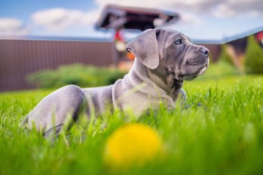 Sevimli 2 aylık Cane Corso Puppy Portresi. Yüksek kalite 4k görüntü