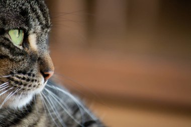 Kedi bakıyor ve dinleniyor.