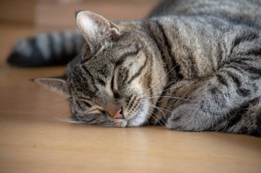 Kedi yerde dinleniyor.