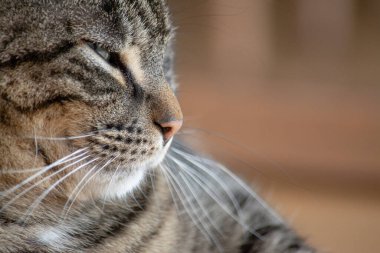 Kedi yerde dinleniyor.