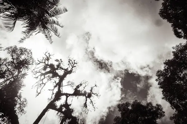 Arka planda bulutlu gökyüzü olan ağaç tepelerinin siyah beyaz fotoğrafı