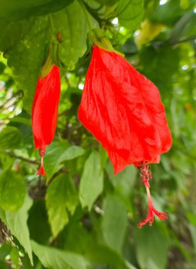 Kamu bahçesindeki bir sinekkuşu Hibiscus 'un makro detayı