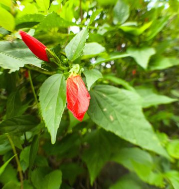 Kamu bahçesindeki bir sinekkuşu Hibiscus 'un makro detayı