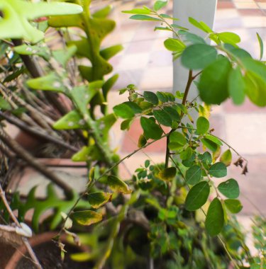 Teras bahçesindeki Quebra-pedra ya da Phyllanthus idrar yolu olarak bilinen bitkinin makro detayları