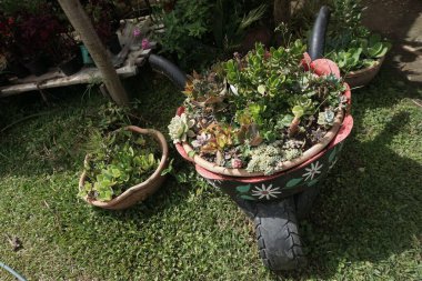 Lezzetli ve kaktüslü iki kil saksısı.