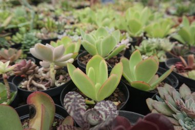 Serada ortaya çıkan çeşitli sulu bitkilerin ayrıntıları.