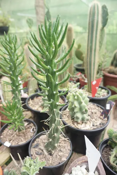 Kaktüslerden oluşan bir grup saksıya ekildi ve bir bahçede sergilendi. 