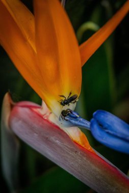 Turuncu ve mavi yapraklı canlı egzotik bir çiçeğin üzerine tünemiş böceklerin etkileyici bir görüntüsü. Görüntü, doğal ortamda renklerin ve vahşi yaşamın güzel bir birleşimini gösteriyor. Tozlaştırıcılar ve bitkiler arasında bir etkileşim hissi uyandırıyor.